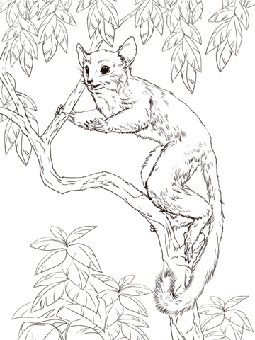 Senegal Bush Baby Coloring Page